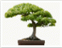 Download How To Bonsai