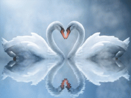 Download Swan Love Screensaver