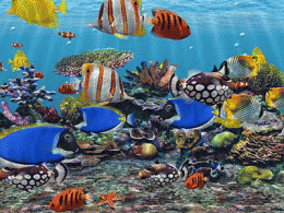 Download 3D Fish School Screensaver 4.992